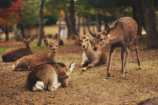 Nara-Deer-Park