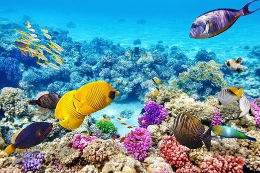 Nha-Trang-Snorkelling-Tour