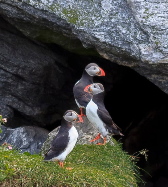 Rost-Puffins