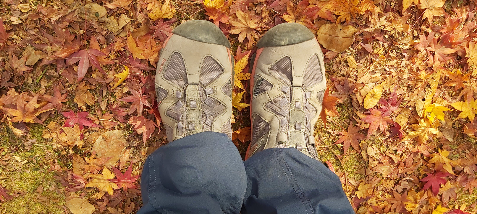 Autumn foliage in Korea
