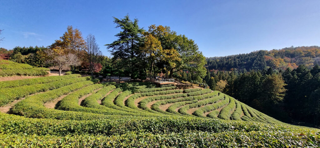 Boseong-Tea Plantation