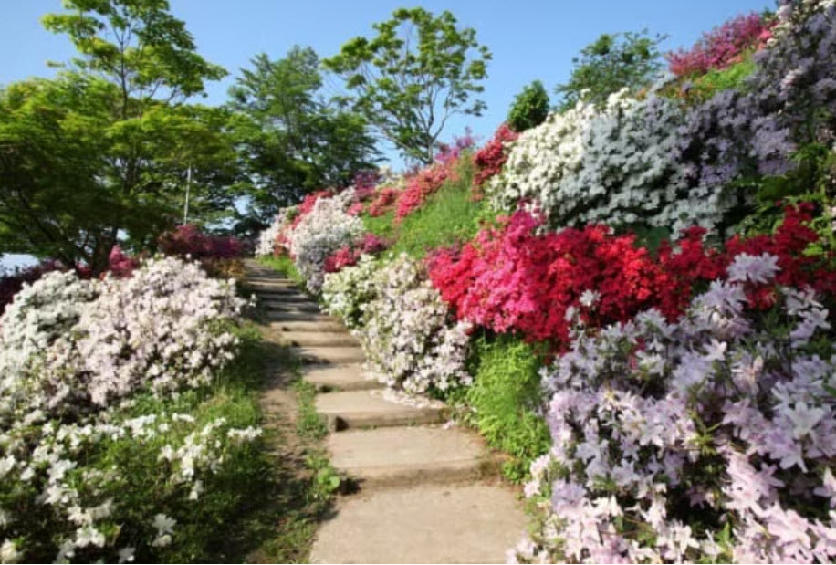 Chausuyama Seasonal Azeleas