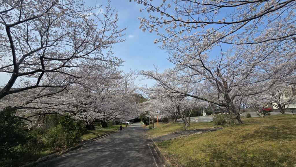 Japan Travel