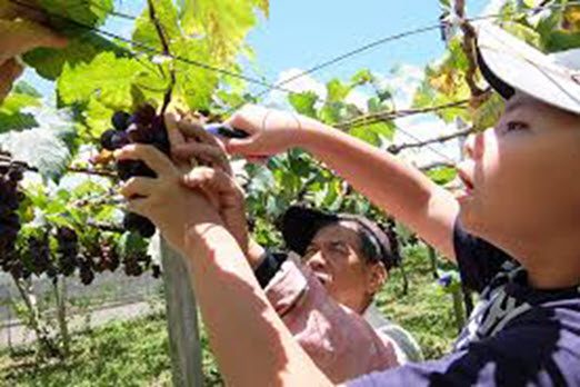 Taiwan Free and Easy - Grapes Picking