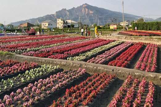 Taiwan Free and Easy - Zhongshe Flower Market